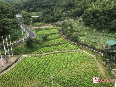 走乡村 看振兴⑳ | 汀泗陈家沟——藏在山旮旯里的“网红村”