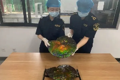 慎点！海关每年截获的邪门生物 只有你想不到……