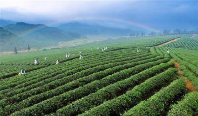 这杯古老的赤壁青砖茶，有了新的国际范！