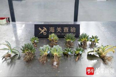 “塑料花”竟是活体植物 南通海关在跨境电商渠道查获濒危植物