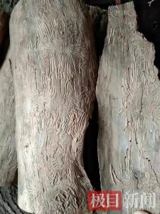 赤壁一香樟树皮下惊现精美花纹 林业专家：害虫“雕刻”的