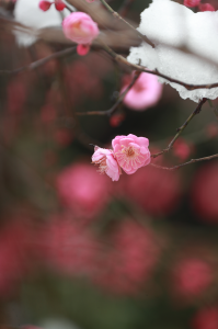 二十四节气，邂逅咸宁四季