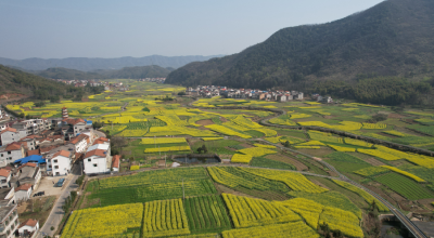 花开铺锦绣 神州春意浓 | 咸安大幕乡油菜花美景登陆央视《新闻联播》