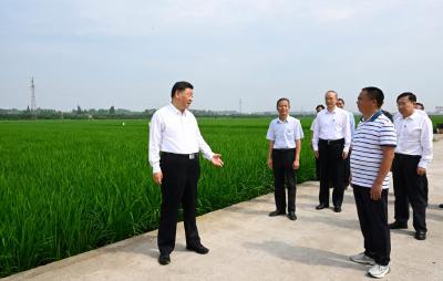 “三夏”大忙时节 总书记这样强调粮食安全