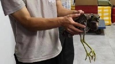 “世界上最神秘的鸟”现身咸宁