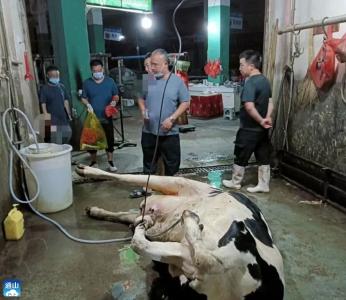 云上咸宁——通山县市场监管局现场查获一起注水牛肉案件