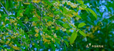 宣传片《逐梦“中国桂花城”》发布
