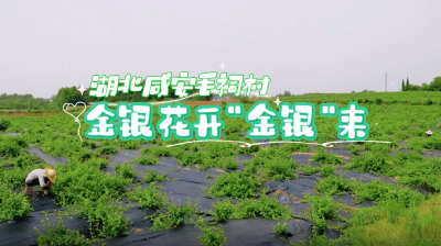湖北咸安：金银花开“金银”来