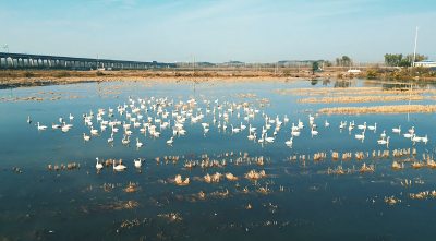 湖北咸宁：天鹅舞碧波 万鸟绘冬韵