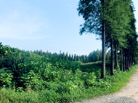 水乡森林文化旅游区