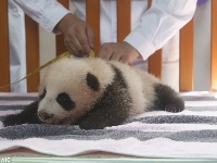 上海熊猫宝宝“花生”迎来双满月憨态可掬