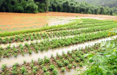 强降雨致我市69.65万亩农田受灾 