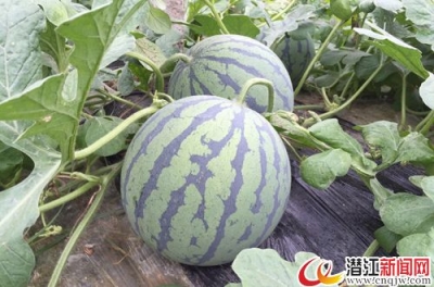 浩口镇南湾村改良西瓜品种 重塑“小二黑”品牌 