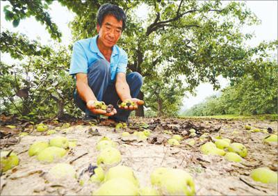 农业险种承保规模大多未过半 投保意愿为何不高？  