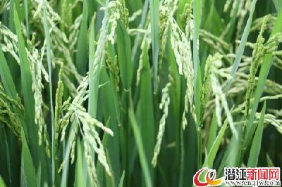 湖北标准版富硒米将面世 
