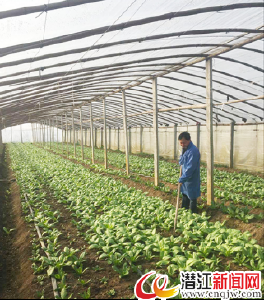 蔬菜大棚里话增收