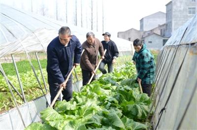 福利院老人自食其力种菜忙