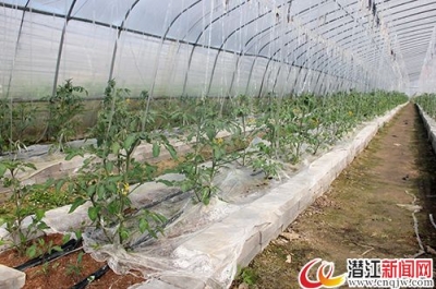 “一只番”家的小番茄 