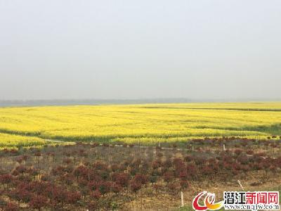 竹根滩汉江洲滩万亩油菜花盛放 