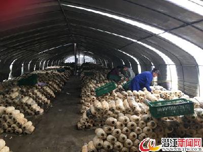 潜江经济开发区·竹根滩镇食用菌基地喜获丰收 