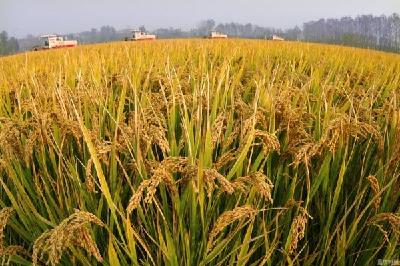 泰丰办事处多举措保“夏粮”产量关 