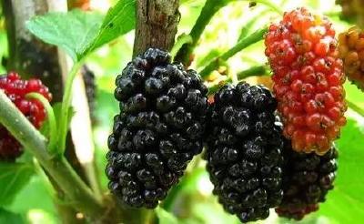 “新”花怒放斗芳菲 