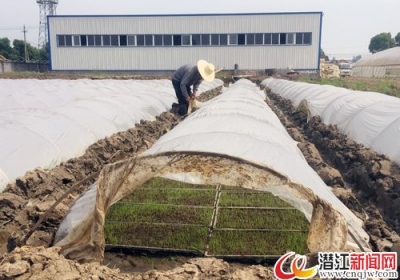 工厂化育秧：中稻育秧正当时 