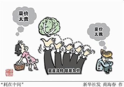 菜价千里追踪:从每斤5分到2元,甘蓝