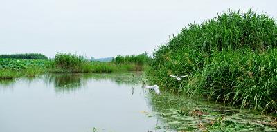 今生：返湾深处羡鸥鹭——走进返湾湖国家湿地公园（中）  