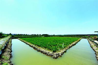 拒当小龙虾背景 潜江虾稻也成香饽饽