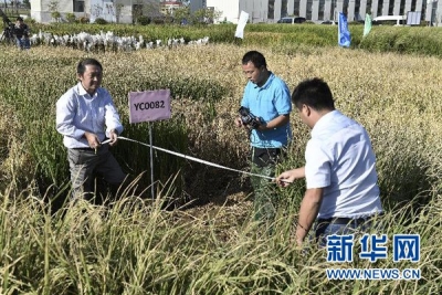 我国高产“海水稻”试种成功 数亿亩盐碱地有望成米粮仓