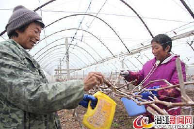 葡萄种植甜了农民的生活 