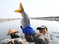 湖北潜江冬捕忙