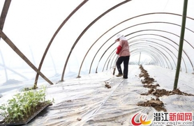 西瓜种植能手成为致富领路人