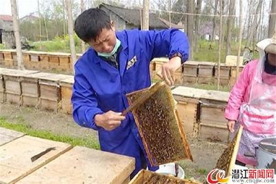 二十四年与蜜蜂为伴 酸甜苦辣乐在其中