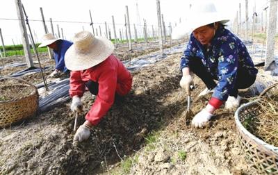 家庭农场 助力精准扶贫