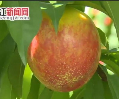 视频 | 世外桃园综合体迎来果熟佳期