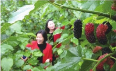 桑葚满枝头 采摘正当时