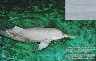 长江真的永失“江神”？ 他们不相信……