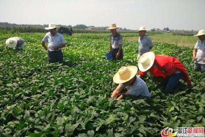 潜江着力推进优质大豆高产科技攻关