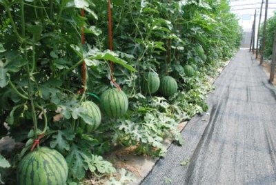 西瓜：无土栽培提质增效