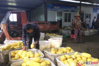拒绝“早熟”,甜瓜用高品质打市场