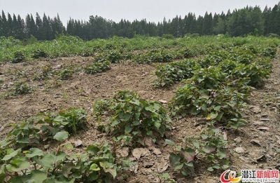 高石碑产业扶贫助力贫困户摘下贫帽