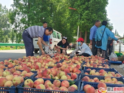 “潜马”效应让后湖桃子更俏销