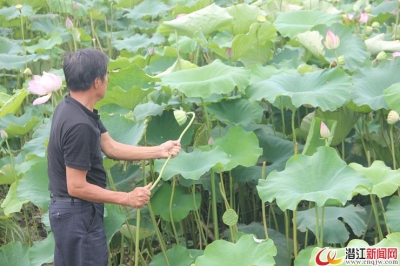 蔡邦明：种植香莲来脱贫