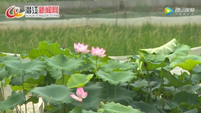 视频 | 白鹭湖管理区：乡村振兴打造秀美家园