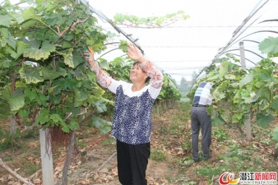 白鹭湖管理区：金秋大地穰穰满家