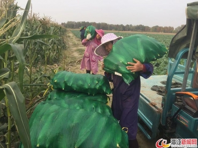 种植甜玉米让贫困户日子越过越甜