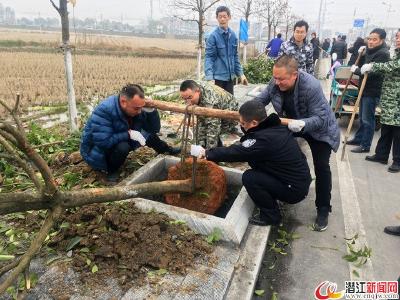 张金镇开展义务植树活动