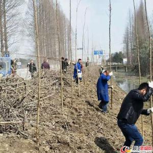 总口管理区开展义务植树活动